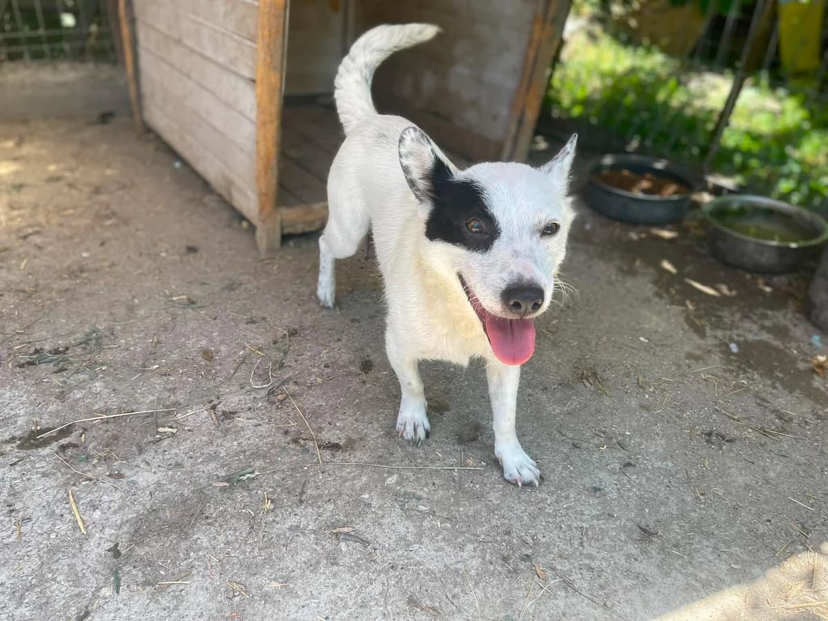 Bubu, young Mixed Breed for adoption at Stichting Help een Hond