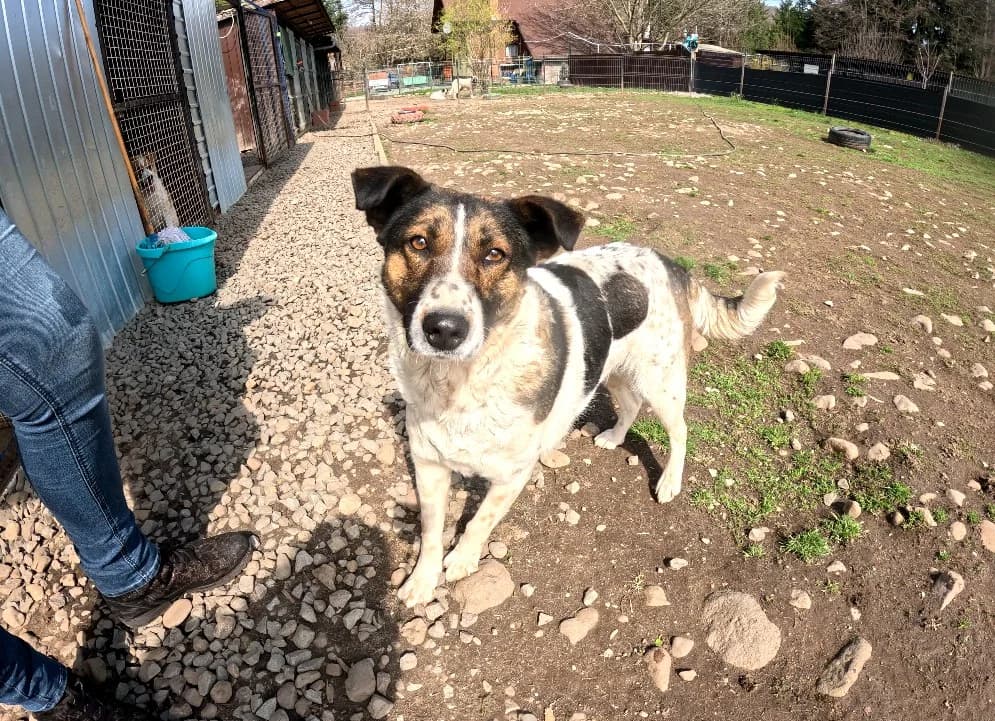 Folti, female puppy Mixed Breed for adoption at Stichting Help een Hond