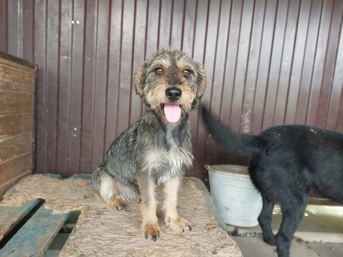 Heart, young Mixed Breed for adoption at Stichting Help een Hond