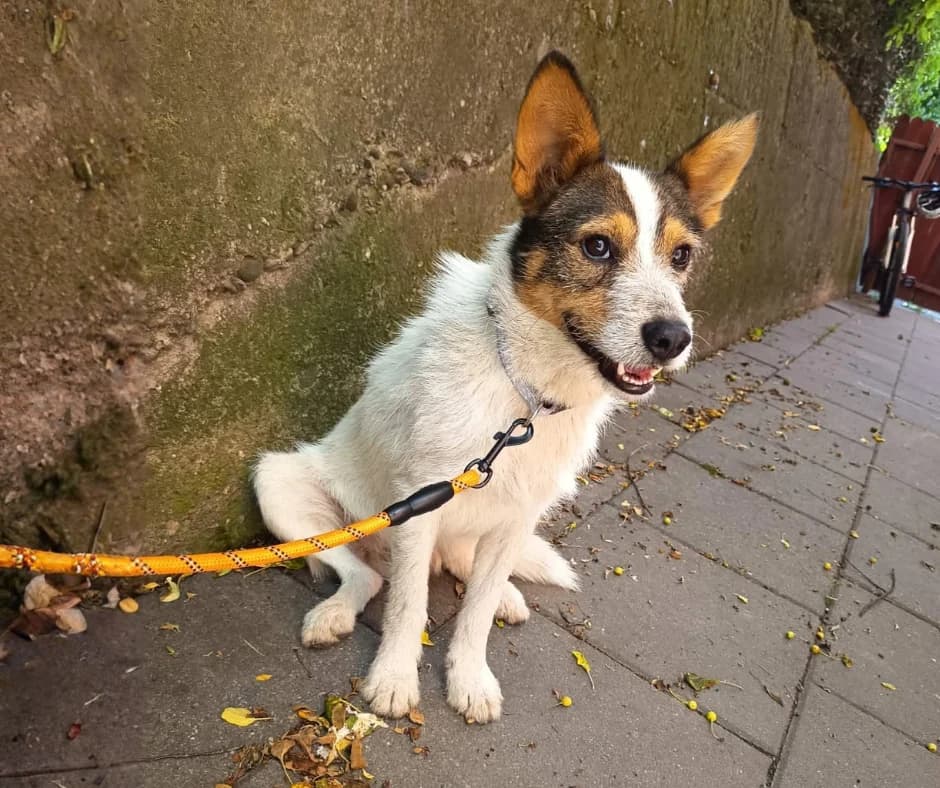 Mozart, young Mixed Breed for adoption at Stichting Help een Hond