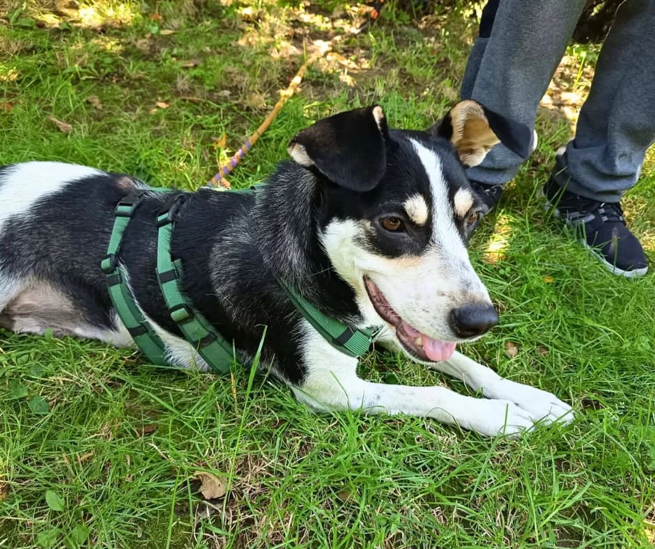 Izzy, young Mixed Breed for adoption at Stichting Help een Hond