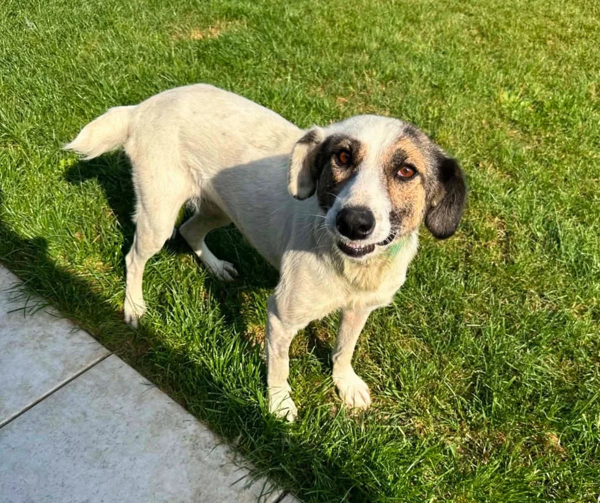 Nova, 4yo Mixed Breed for adoption at Stichting Help een Hond