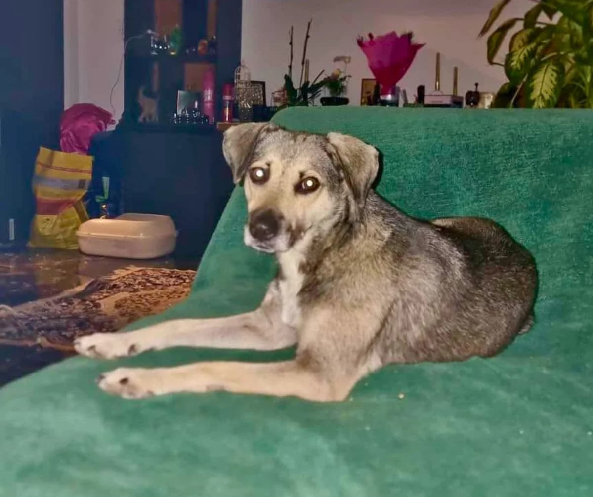 Woody, young Mixed Breed for adoption at Stichting Help een Hond
