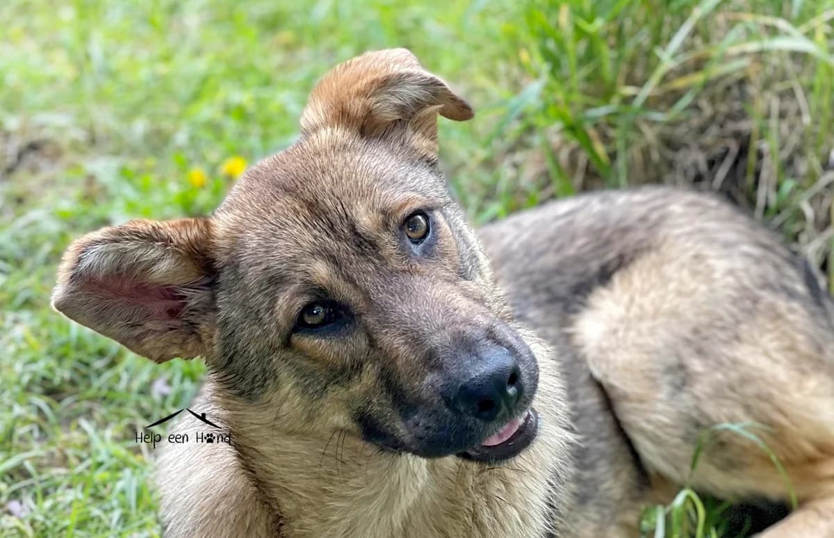 Flo, male 4yo Mixed Breed for adoption at Stichting Help een Hond