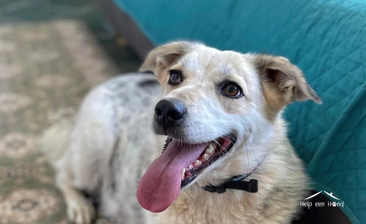 Maya, female 6yo Mixed Breed for adoption at Stichting Help een Hond