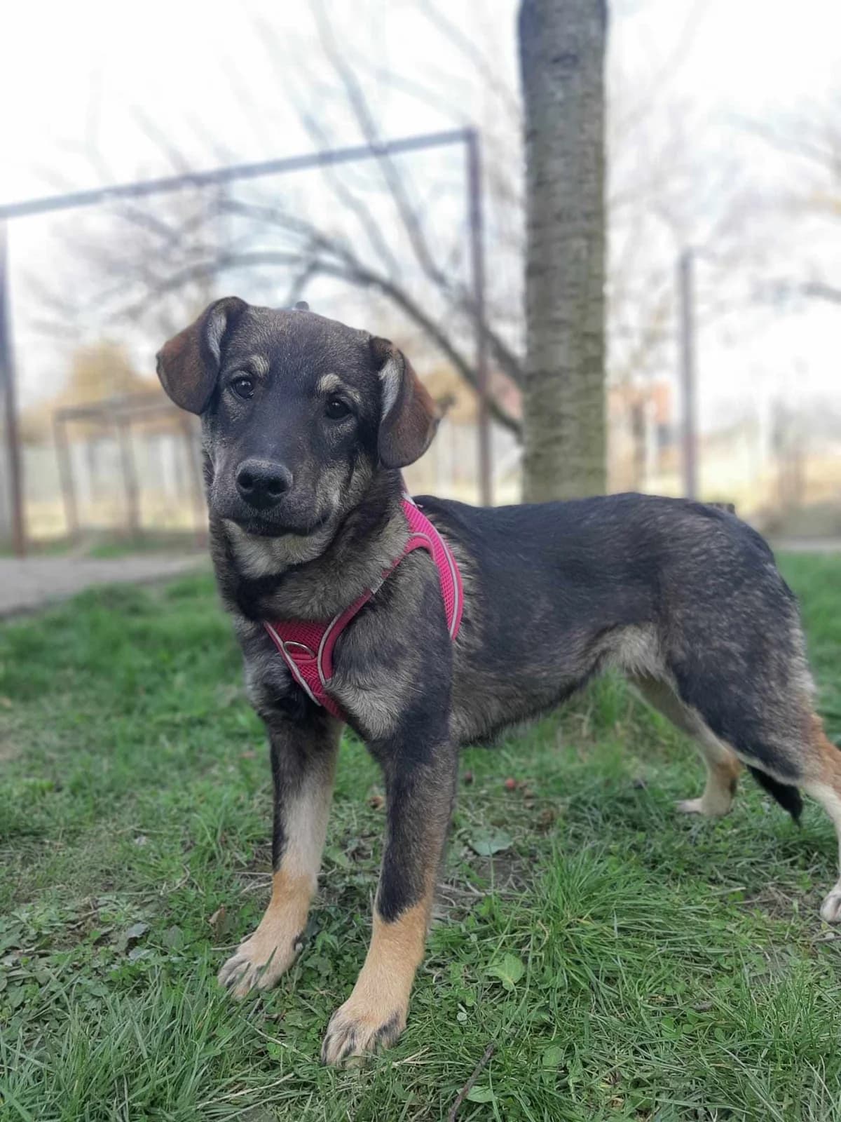 Everly, puppy Mixed Breed for adoption at Stichting Help een Hond