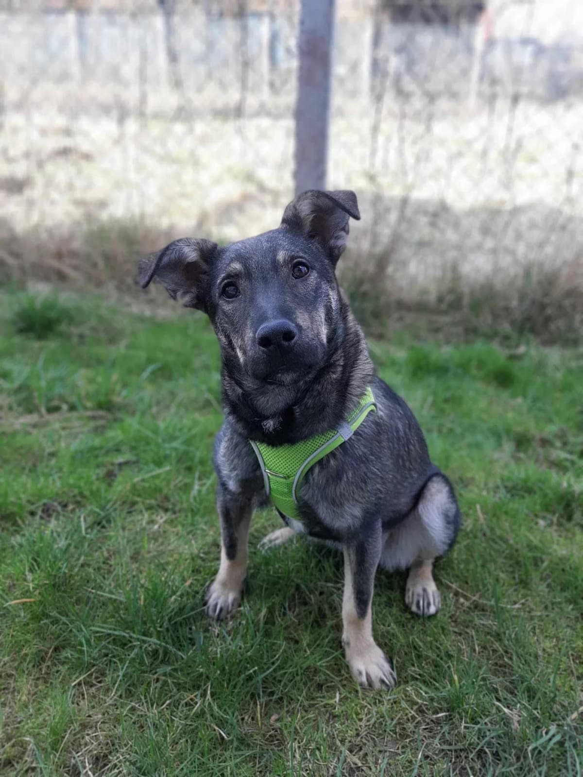 Eva, puppy Mixed Breed for adoption at Stichting Help een Hond