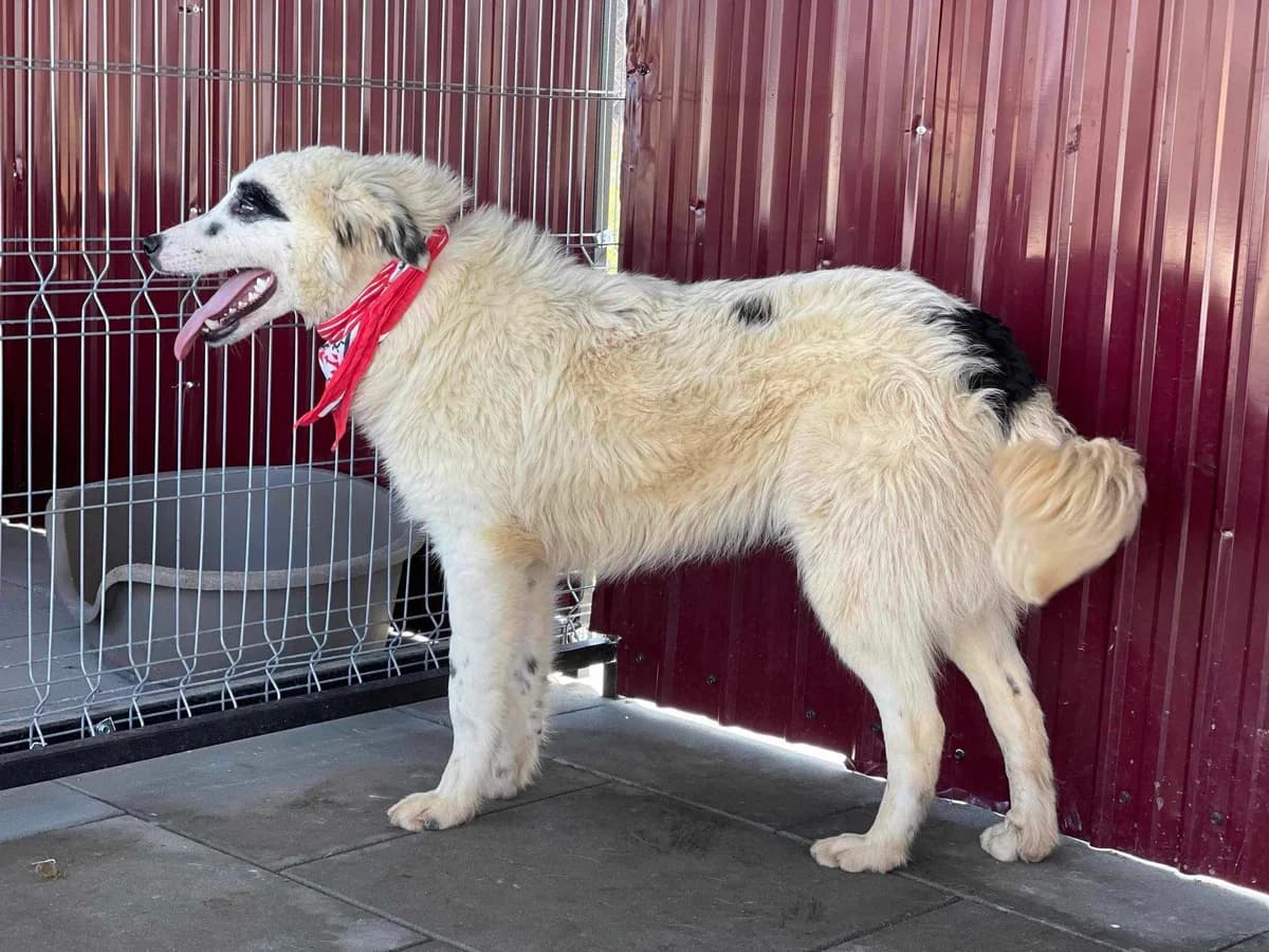 Carter, puppy Mixed Breed for adoption at Stichting Help een Hond