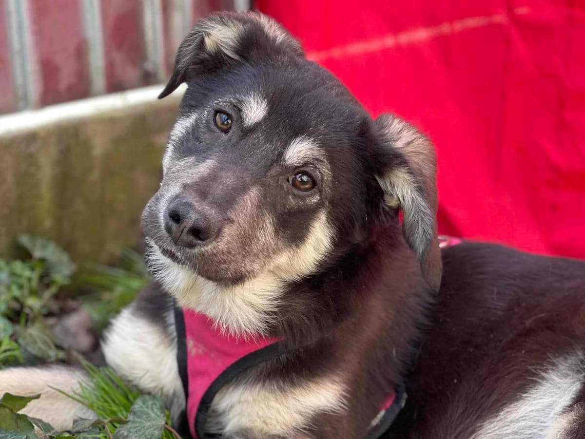 Henriëtte, 3yo Mixed Breed for adoption at Stichting Help een Hond