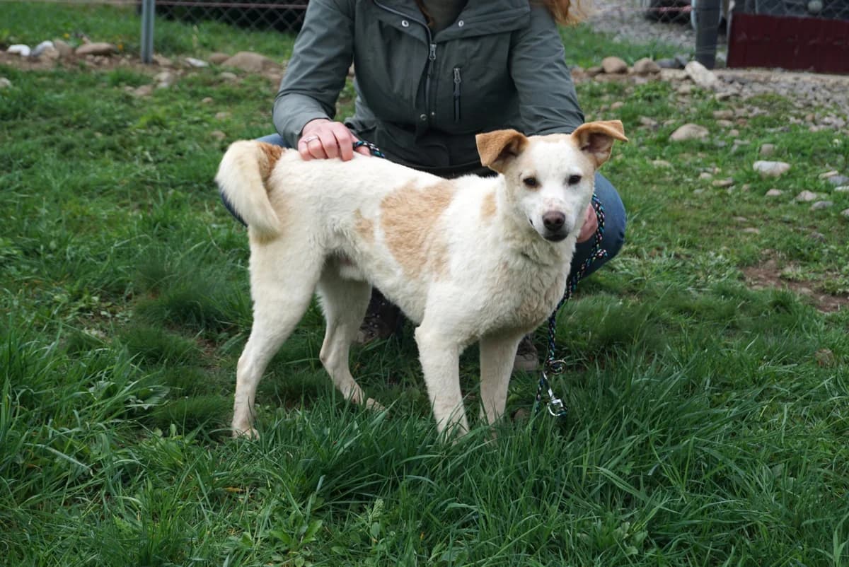 Dupy, bruin young Mixed Breed for adoption at Stichting Help een Hond