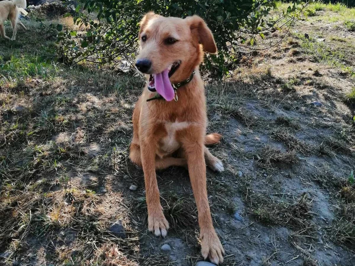Maszlo, 3yo Mixed Breed for adoption at Stichting Help een Hond