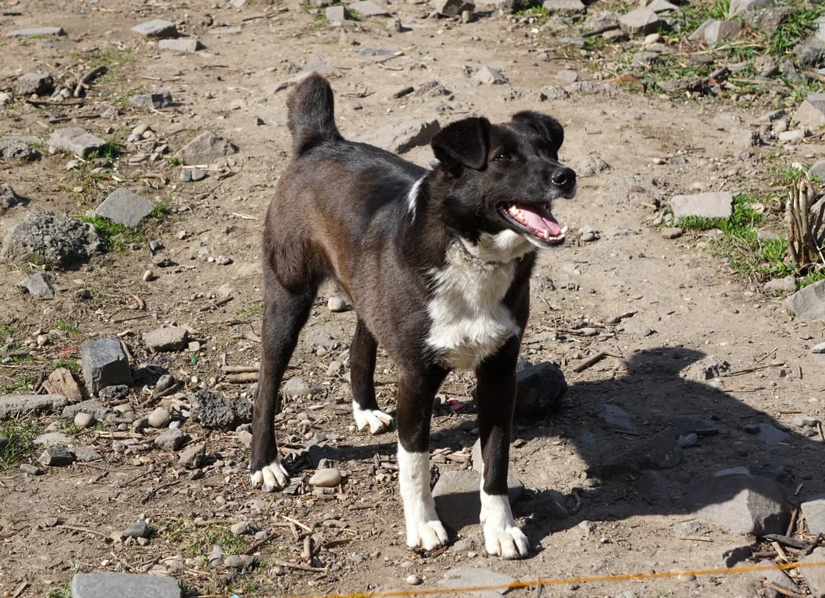 Chris, wit young Mixed Breed for adoption at Stichting Help een Hond