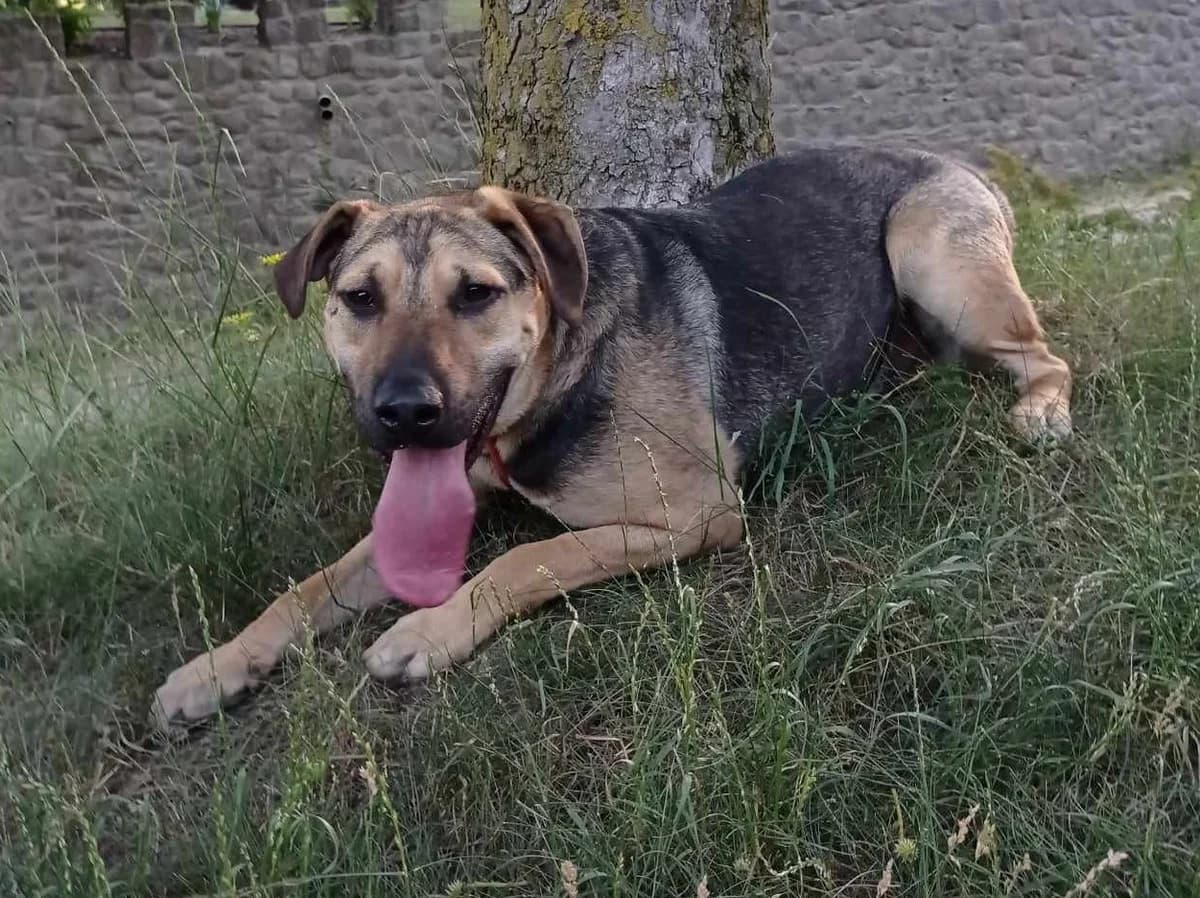 Dexter, 6yo Mixed Breed for adoption at Stichting Help een Hond