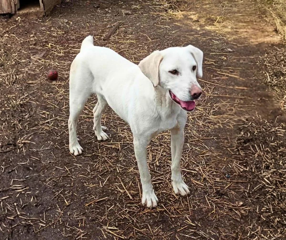 Vico, 6yo Mixed Breed for adoption at Stichting Help een Hond