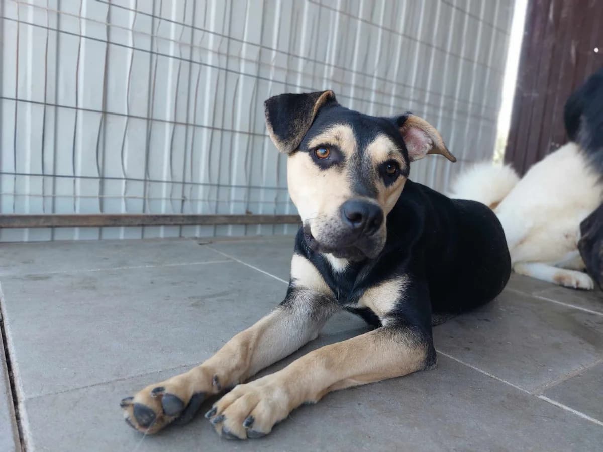 Gunnar, young Mixed Breed for adoption at Stichting Help een Hond
