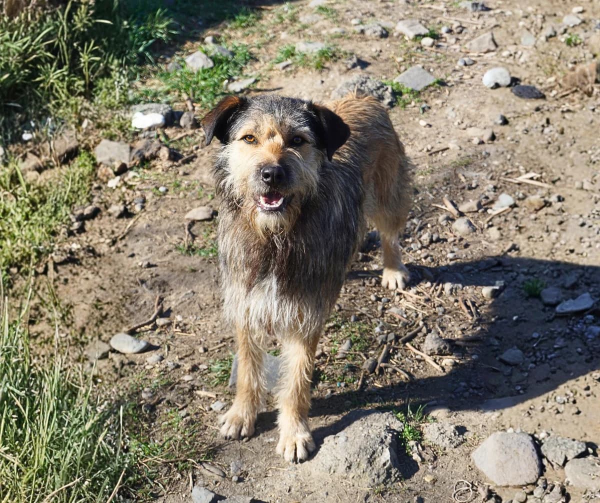 Tike, female young Mixed Breed for adoption at Stichting Help een Hond