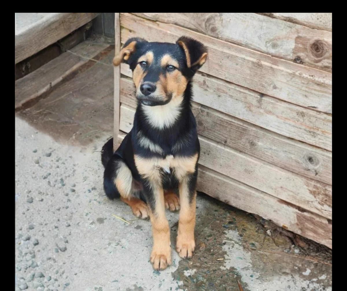 Lucky, young Mixed Breed for adoption at Stichting Help een Hond
