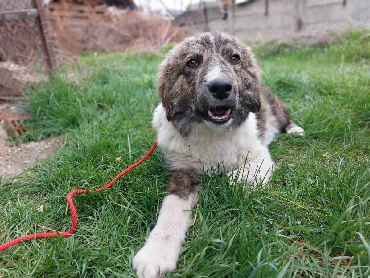 Cody, young Mixed Breed for adoption at Stichting Help een Hond