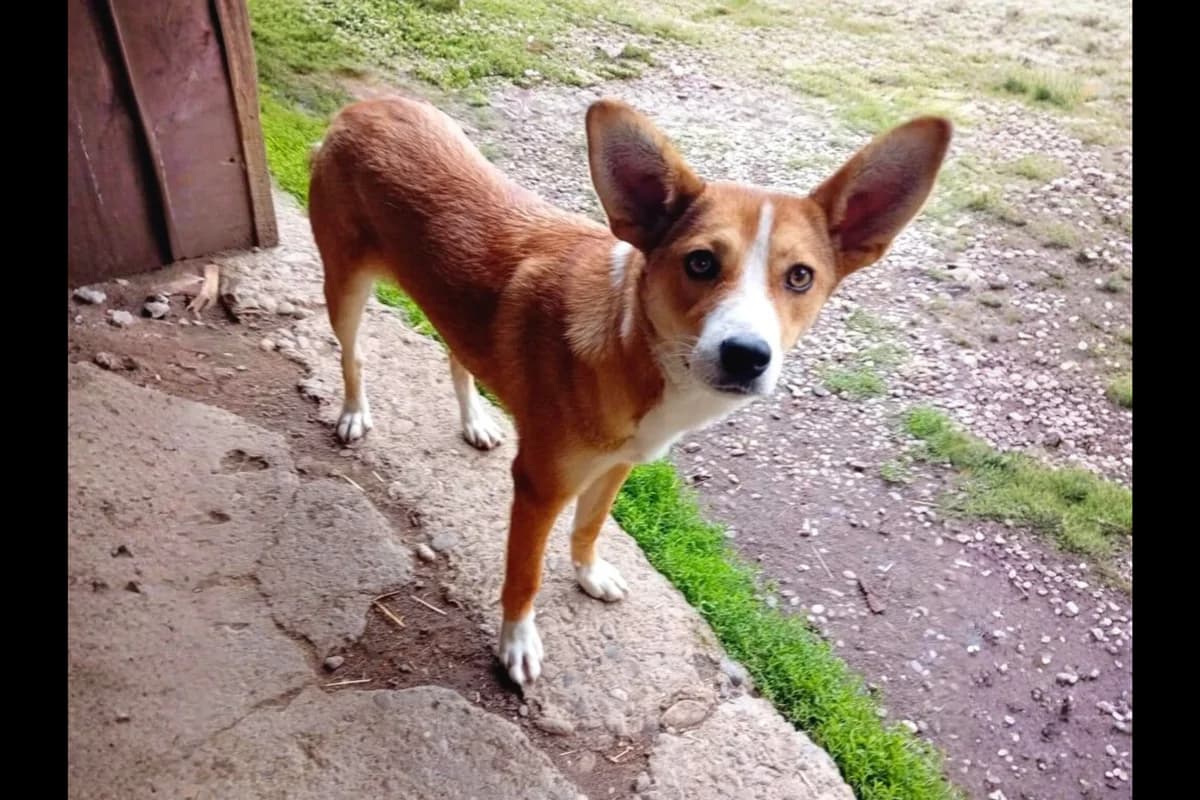 Pille, young Mixed Breed for adoption at Stichting Help een Hond