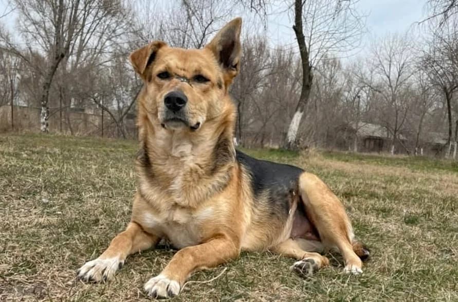 Rita, female senior Mixed Breed for adoption at Stichting Help een Hond