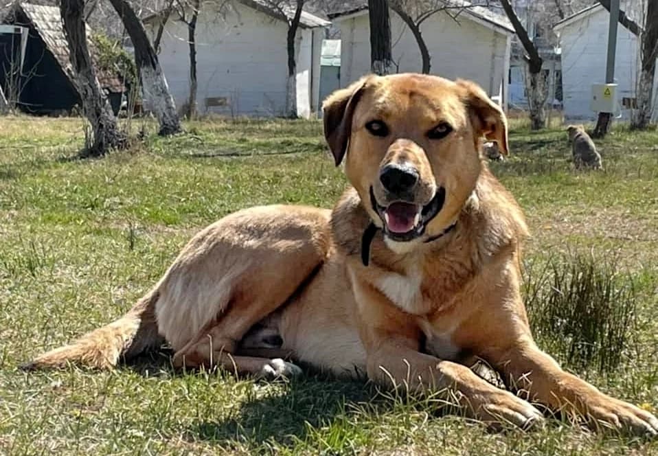 Jussy, female 7yo Mixed Breed for adoption at Stichting Help een Hond