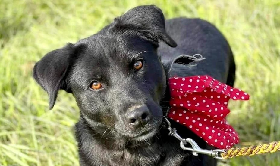 Lilla, female 7yo Mixed Breed for adoption at Stichting Help een Hond