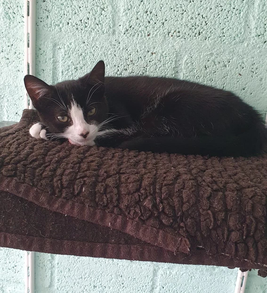Archie, zwart male Mixed Breed for adoption at Het Dierenhuis