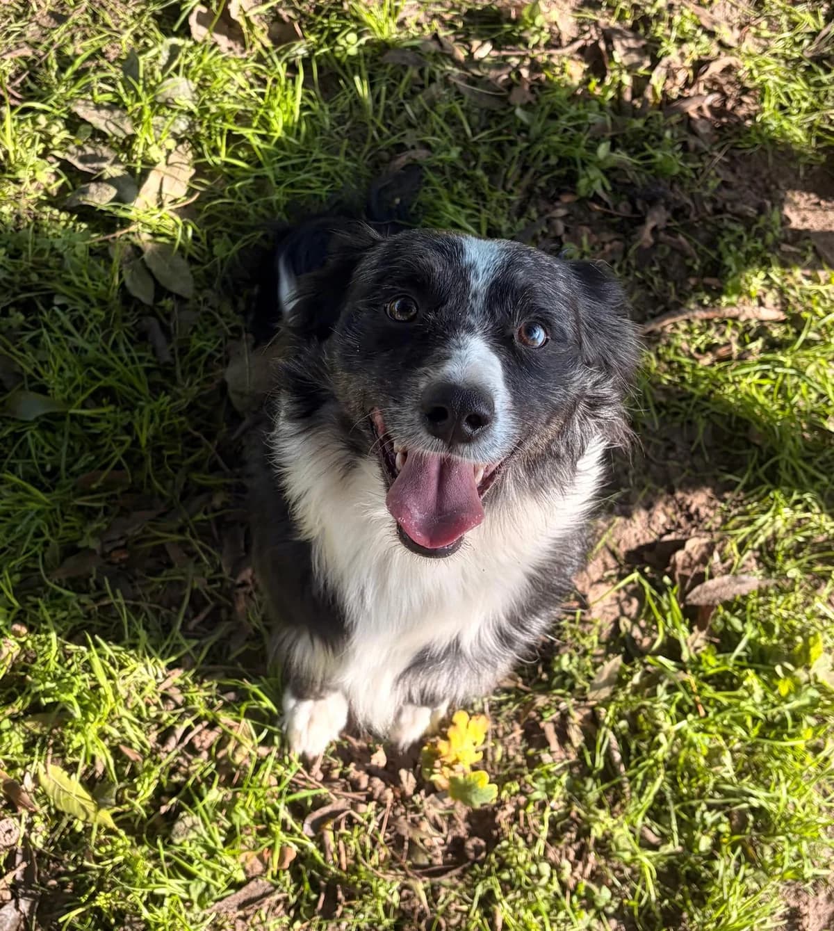 Bailey, puppy Mixed Breed for adoption at Het Dierenhuis