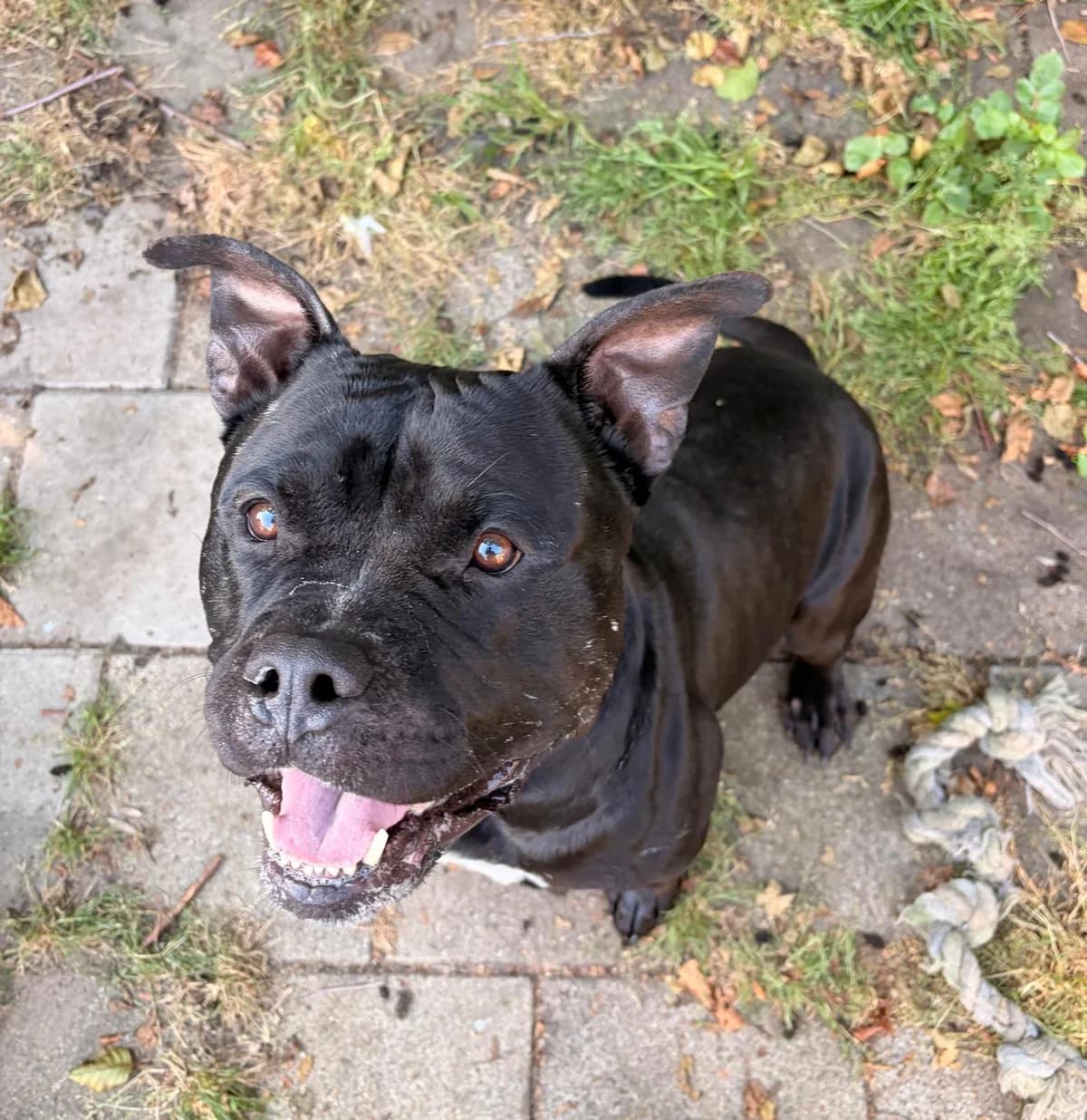 BEER, male Mixed Breed for adoption at Het Dierenhuis