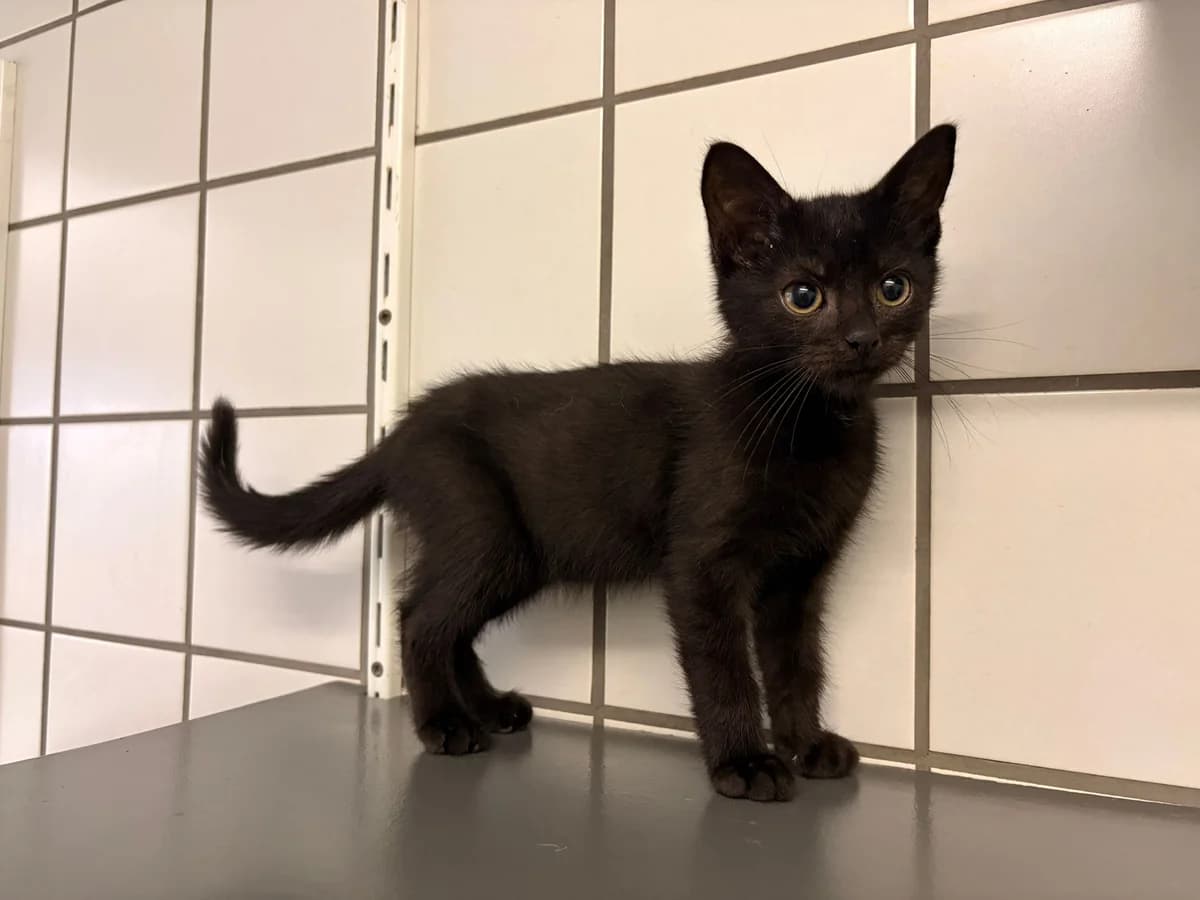 brooklyn, male puppy Mixed Breed for adoption at Het Dierenhuis