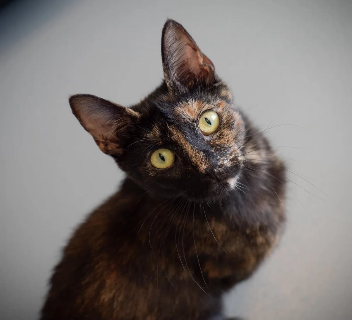 FIEN, female puppy Mixed Breed for adoption at Het Dierenhuis