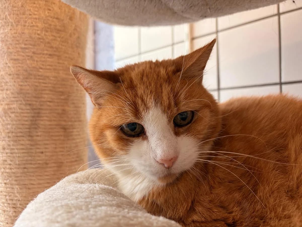 Garfield, male Mixed Breed for adoption at Het Dierenhuis
