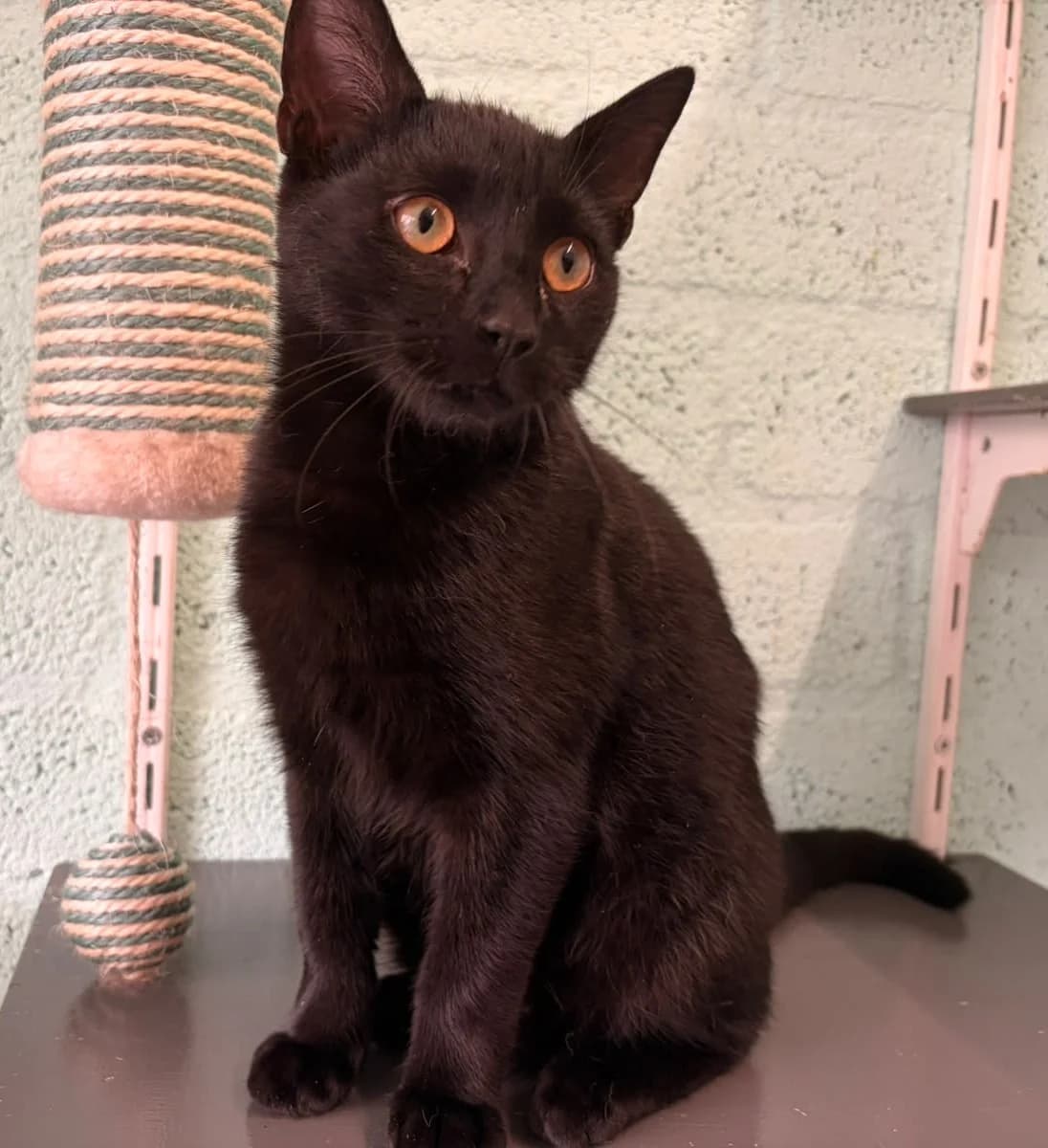 John, male Mixed Breed for adoption at Het Dierenhuis