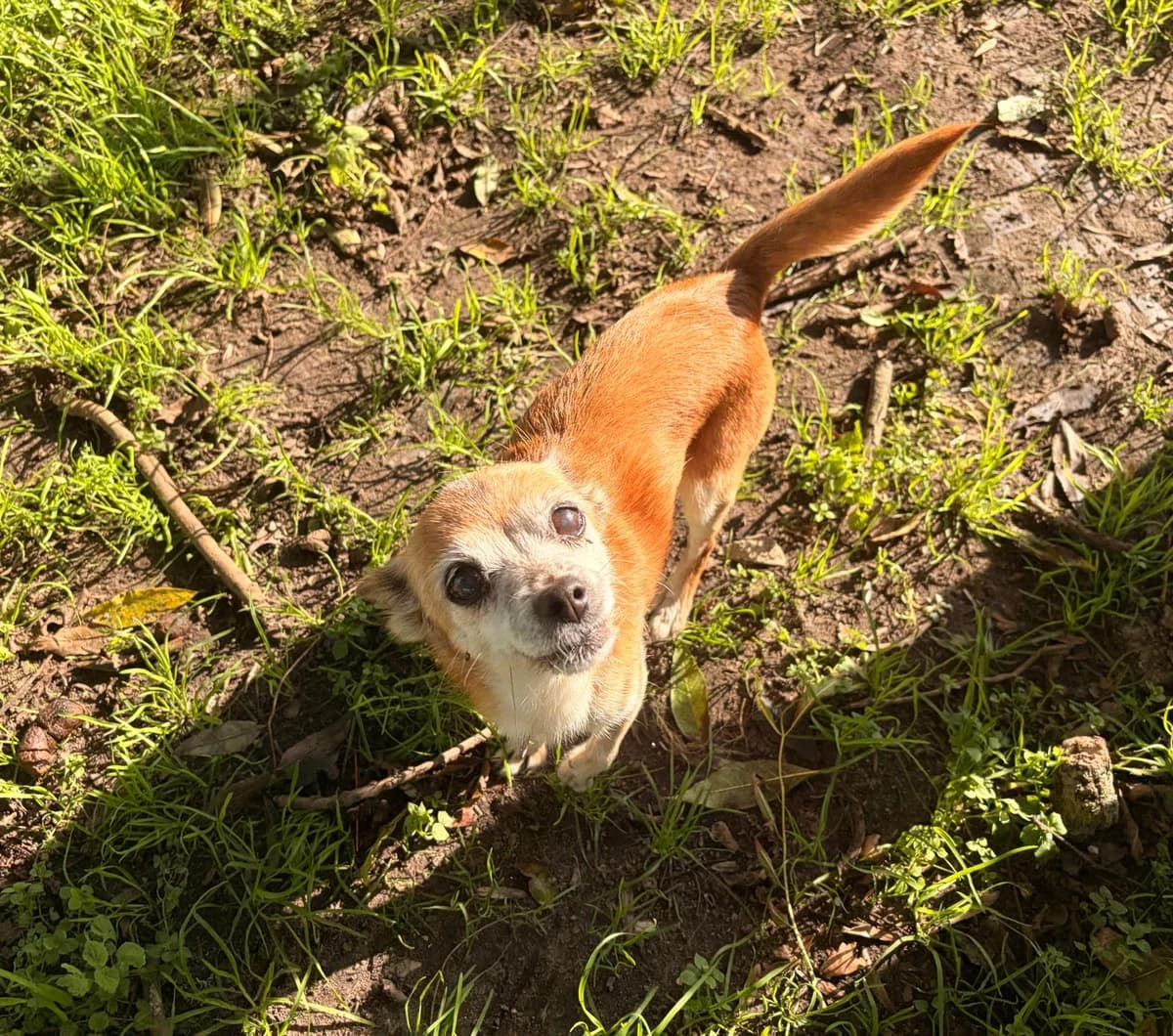 Knabbel, senior Mixed Breed for adoption at Het Dierenhuis
