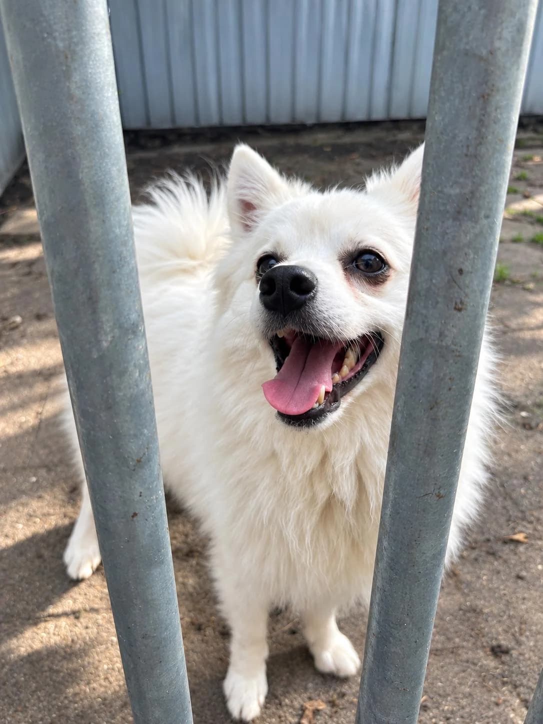 Leo, male 5yo Mixed Breed for adoption at Het Dierenhuis