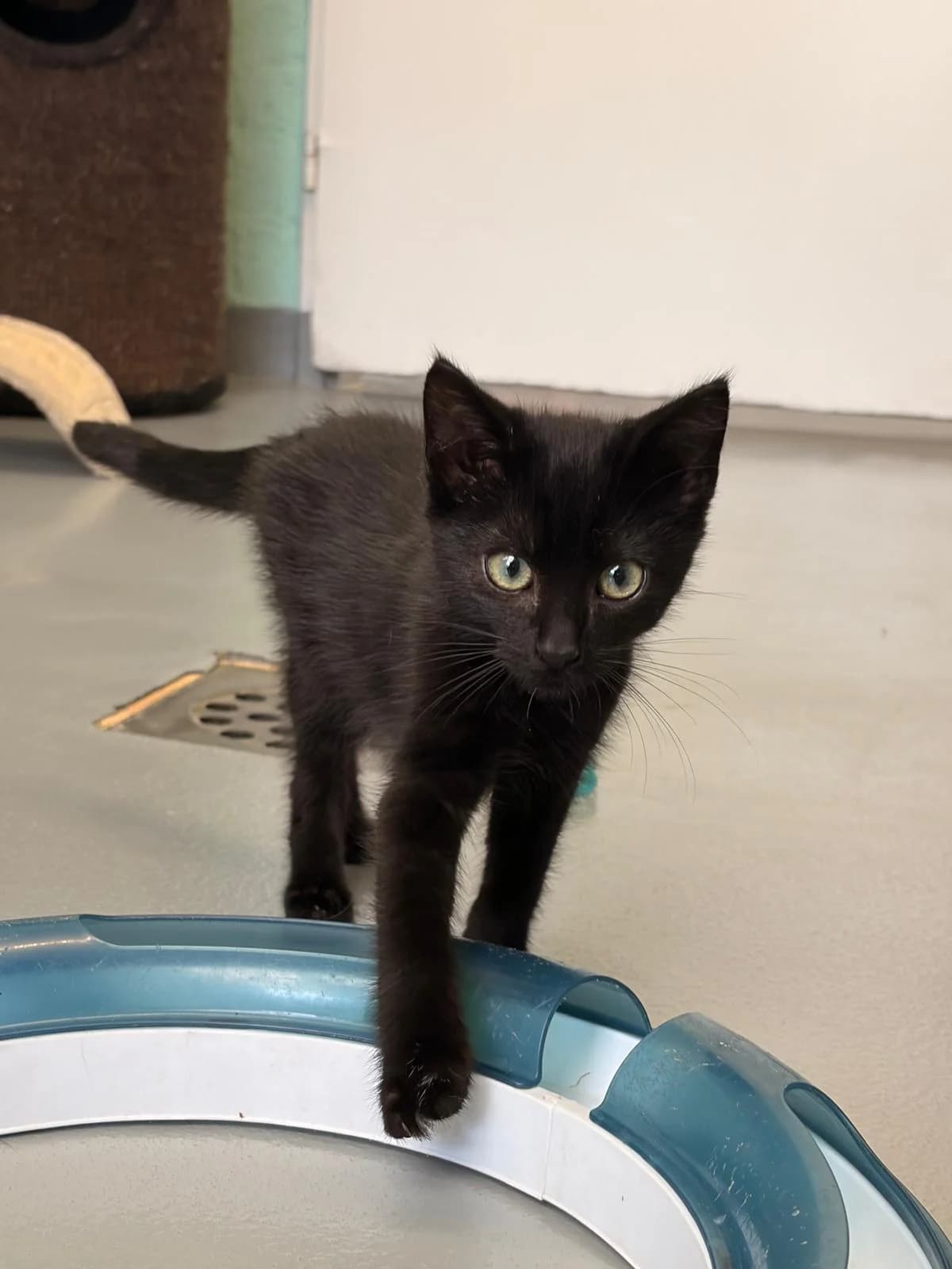 Pipo, male Mixed Breed for adoption at Het Dierenhuis