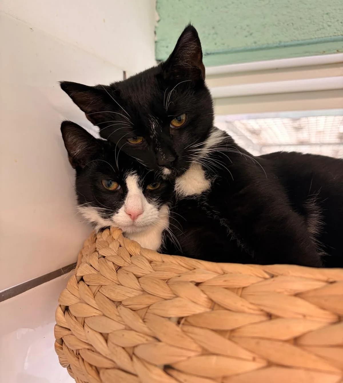 Ringo & George, wit Mixed Breed for adoption at Het Dierenhuis