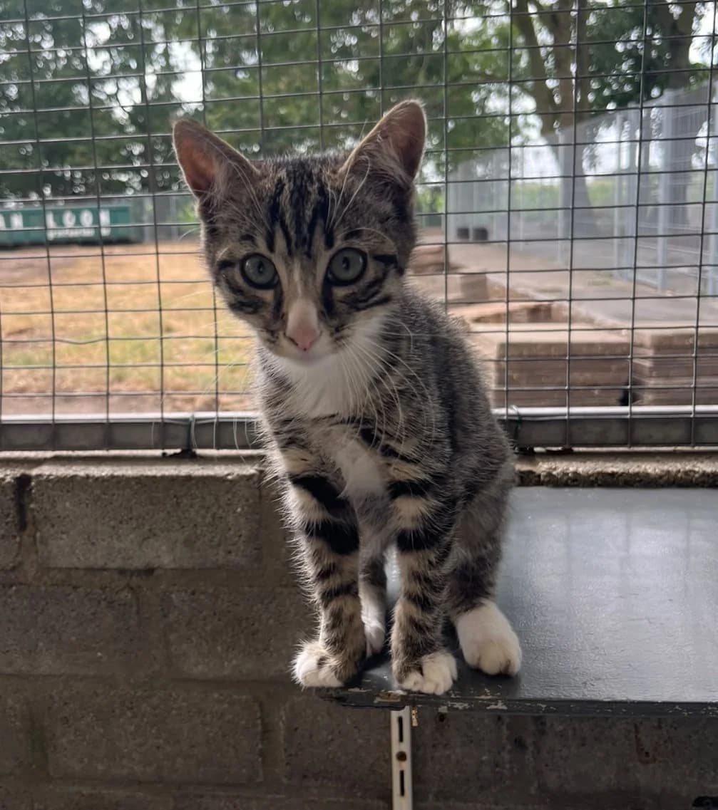 RIVER, puppy Mixed Breed for adoption at Het Dierenhuis