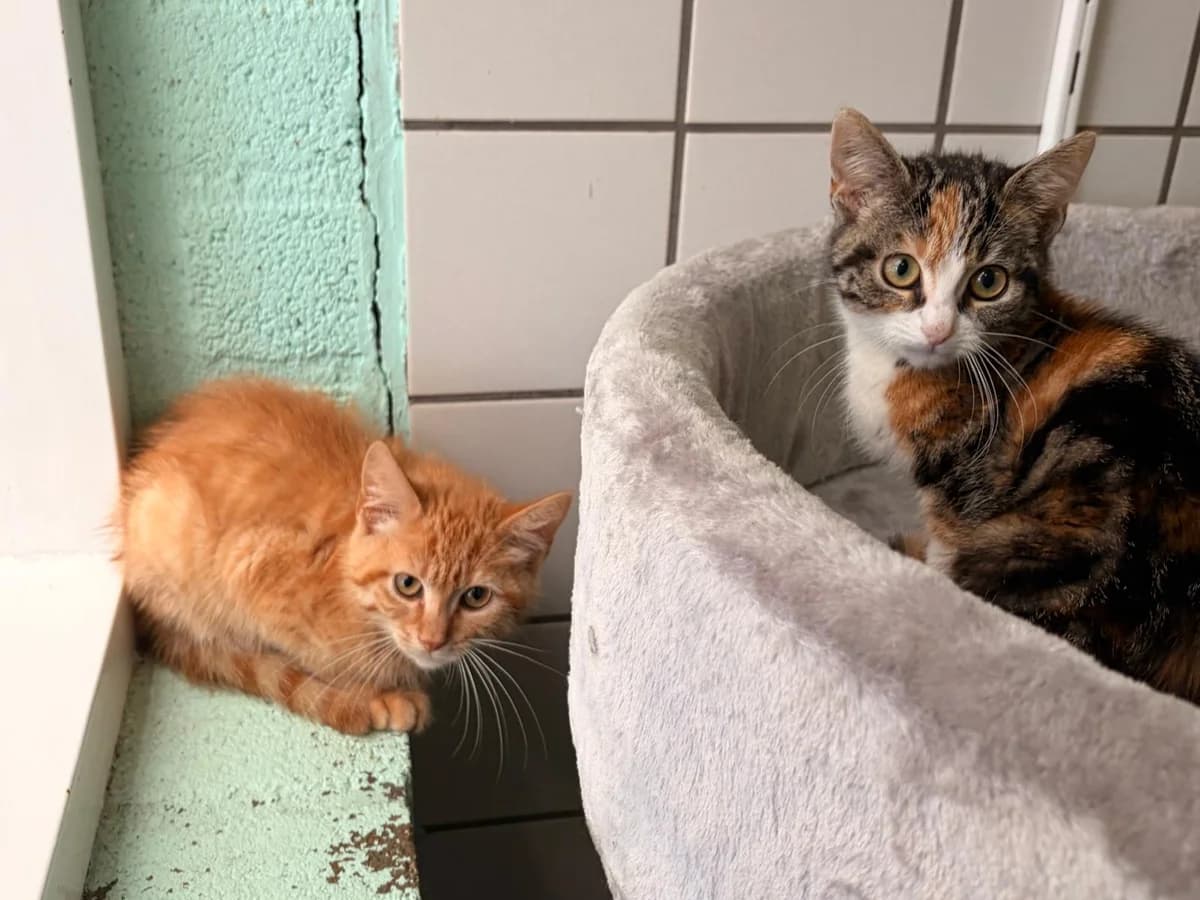 Ron & Hermelien, male Mixed Breed for adoption at Het Dierenhuis