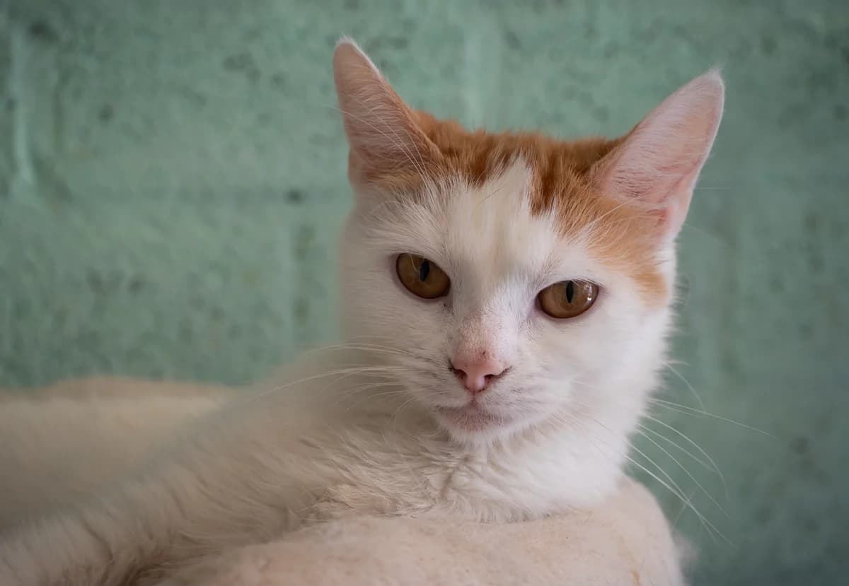 Rosie, female Mixed Breed for adoption at Het Dierenhuis