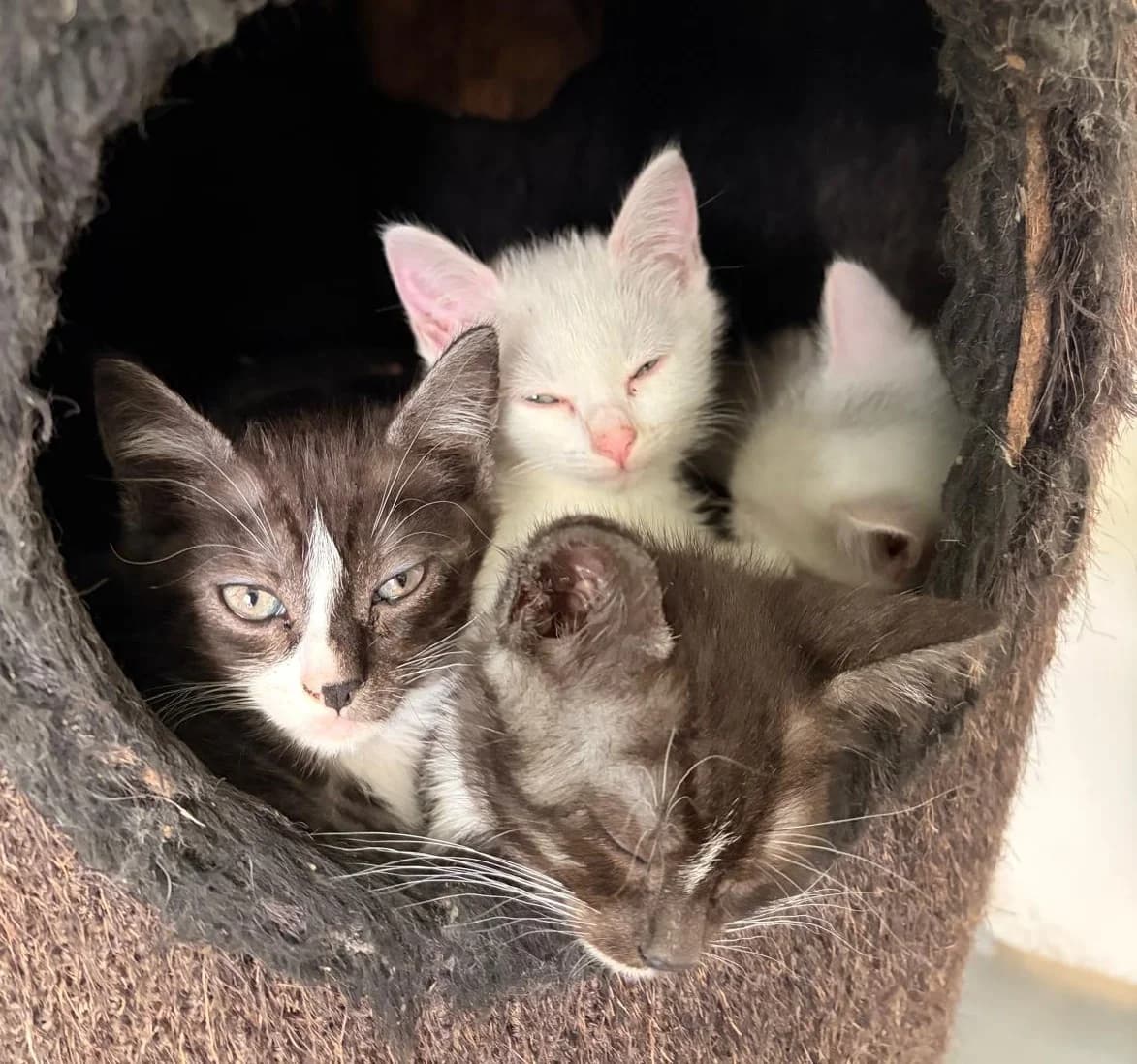 Smokey, Snowy, Spikey & Spooky, wit male puppy Mixed Breed for adoption at Het Dierenhuis