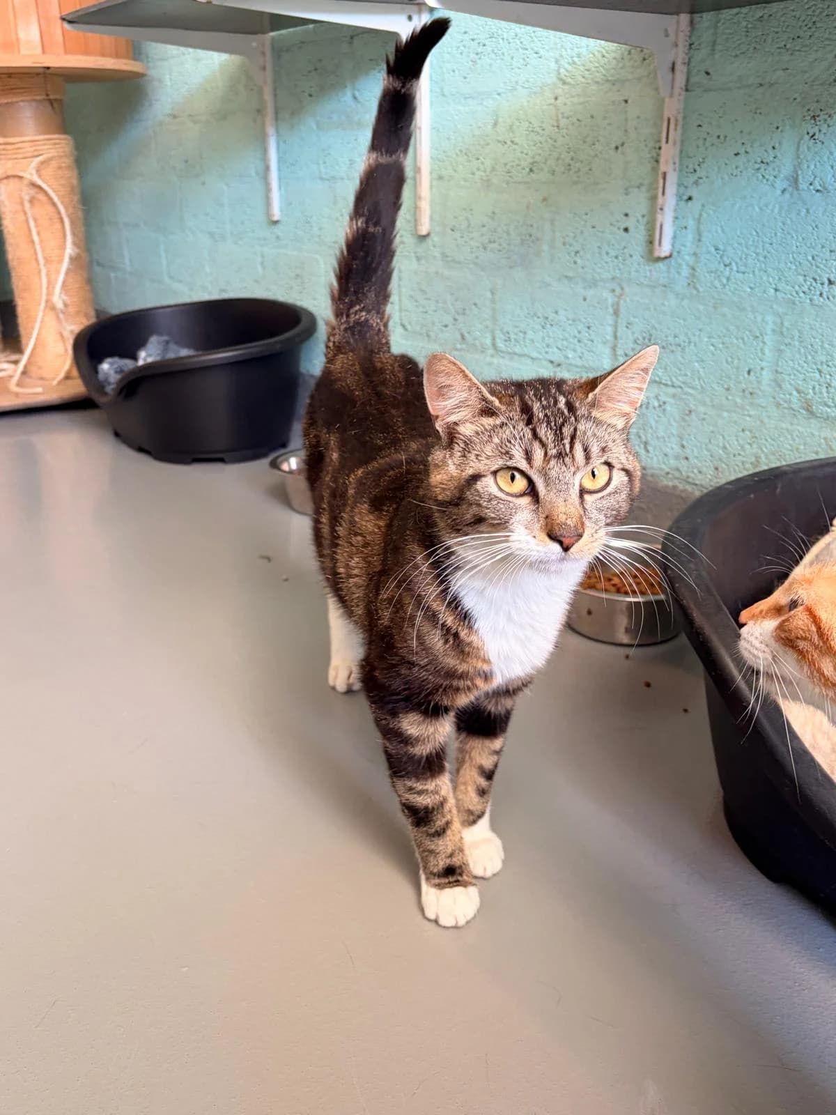 Wes, wit male Mixed Breed for adoption at Het Dierenhuis