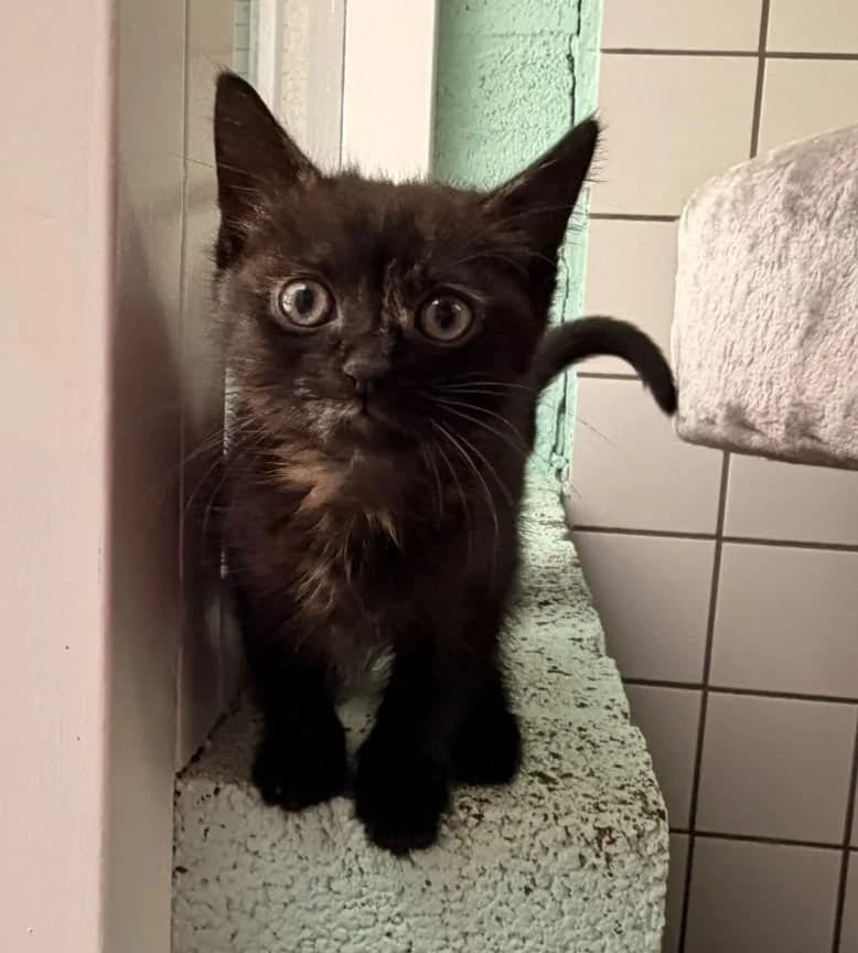 Yade, puppy Mixed Breed for adoption at Het Dierenhuis