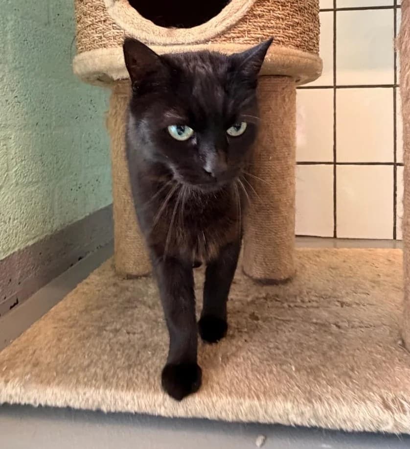 Zuko, male Mixed Breed for adoption at Het Dierenhuis