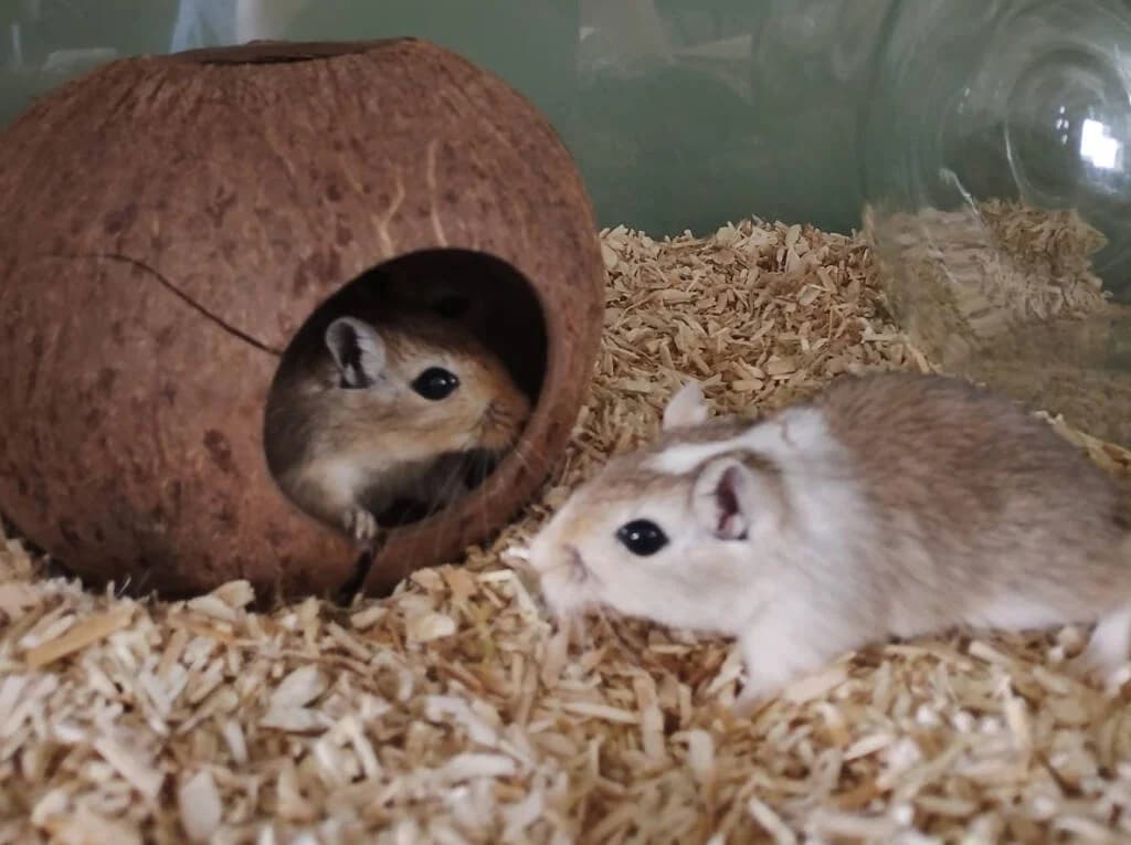4 kleine dames, female Mixed Breed for adoption at Het Knagertje – Knaagdierenopvang