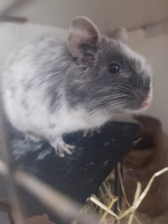Akira, female 3yo Mixed Breed for adoption at Het Knagertje – Knaagdierenopvang