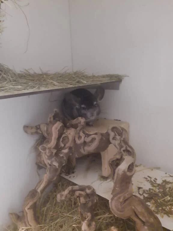 Barry zoekt vrienden, male Mixed Breed for adoption at Het Knagertje – Knaagdierenopvang