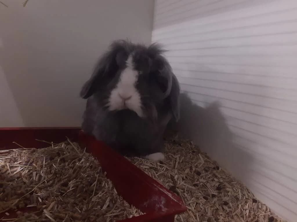 Beast is gevonden. Wie heeft een fijn thuis voor hem, male Mixed Breed for adoption at Het Knagertje – Knaagdierenopvang