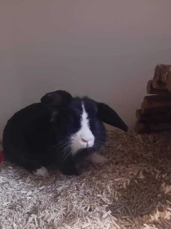Beauty is gevonden, female Mixed Breed for adoption at Het Knagertje – Knaagdierenopvang