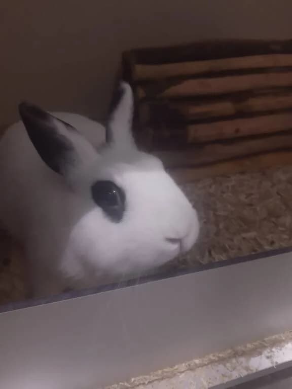 Bloem mag gaan daten, male Mixed Breed for adoption at Het Knagertje – Knaagdierenopvang